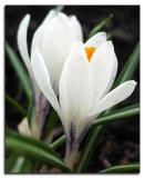 White crocus