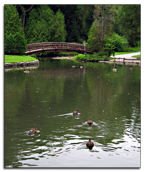 Ducks on the pond