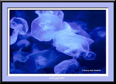 jellyfish.jpg