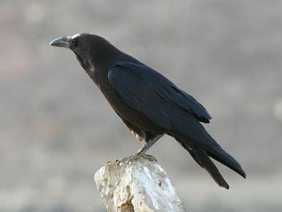 Local raven (?)