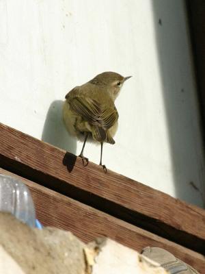 A cheerful little bird