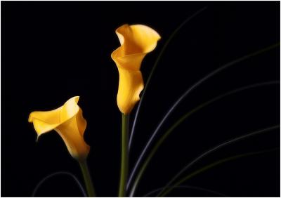 Calla Lily #2