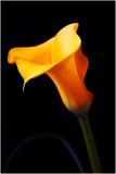 Calla Lily #3