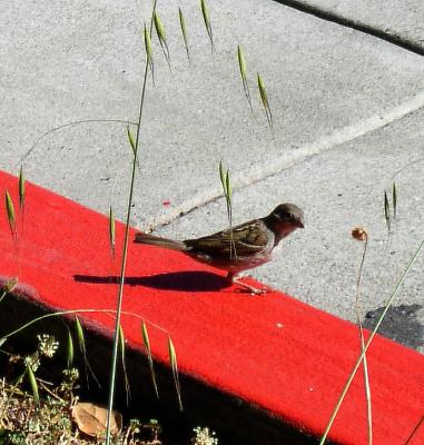 crossing sparrow.jpg