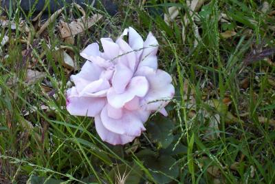 second hand rose.jpeg