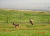 hula valley nature preserve
