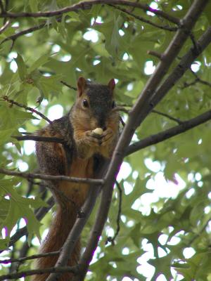 Squirrel