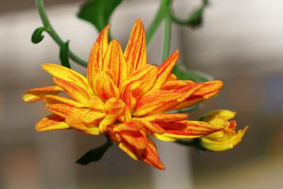 Flower macros