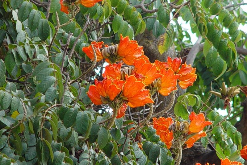 Flowering Tropical Tree by Marcello