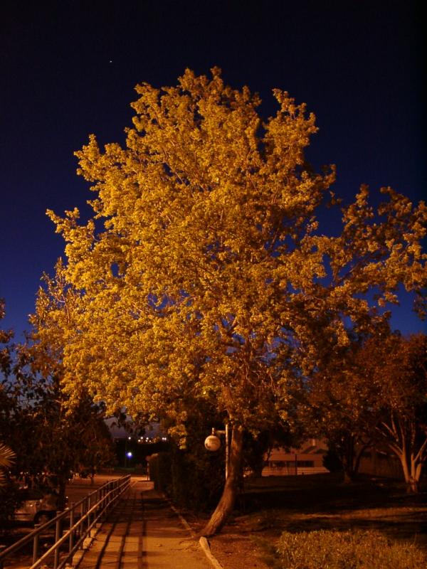 Not Another Orange Tree By Canaroni