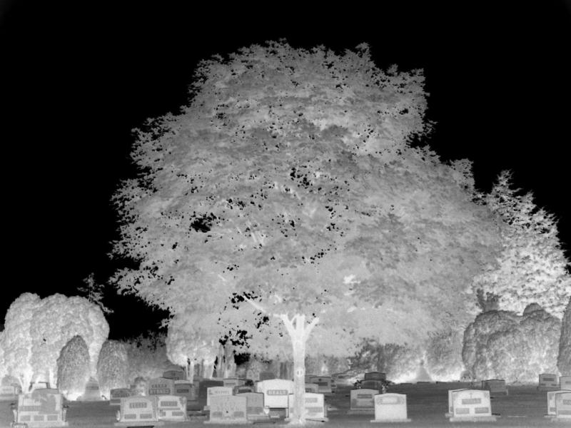 <p align=center><b>Ghost Tree</b><br><font size=1> Damageinc333</font></p>