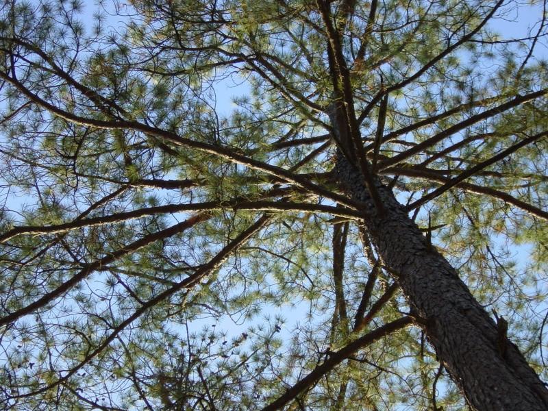 Pine Filter by Owen S.