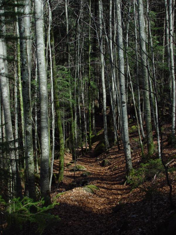 <B>Jungle Path</B><br>Bearuang