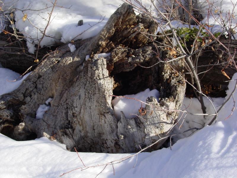 Snowy Stump by Mark Wood