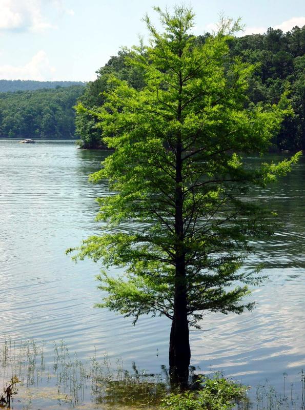 Lone Little Cypress</B><br>Callisto