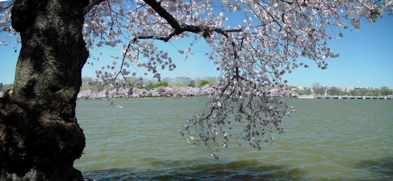 Springtime in Washington.  Fremiet