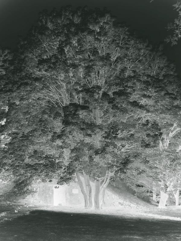 burning tree by ymer<br><font size=1>DSC02718</font>
