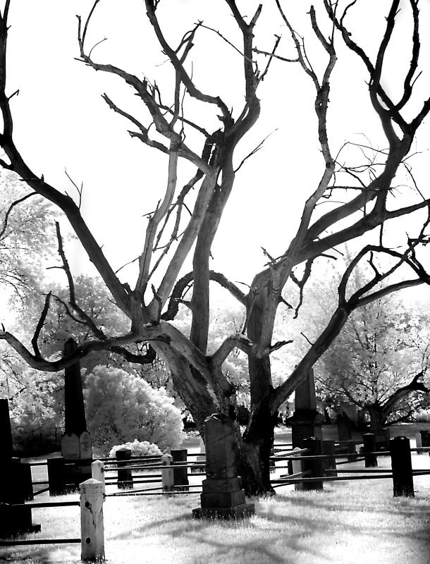 <center><B>Tree of [After] Life</b><br><font size=2>by Cara Davis