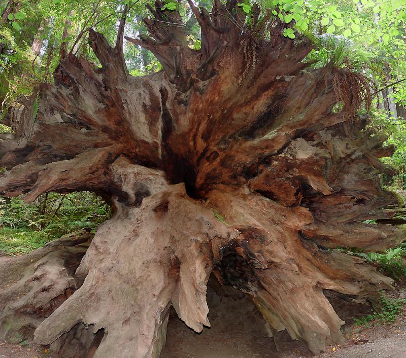 <p align=center><b>10th Place</b> Roots!  by Cindy D