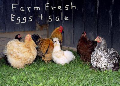 eggs for sale by Katherine Kenison