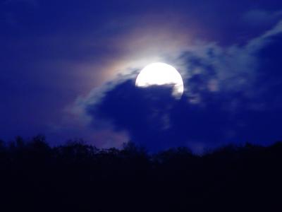 Moon Over the ForestbyRick Webb