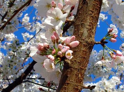 Cherry Tree in the SpringCallisto