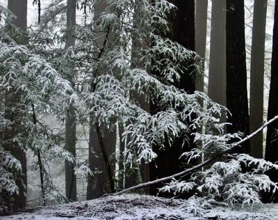 Redwoods in the Snow 1by Rayna