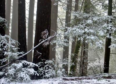 Redwoods in the Snow 2by Rayna
