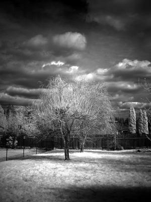 <b>Infrared Yard</b><br><font size=2>by elamont</font>