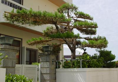   Well-supported Tree    by Helen Betts  