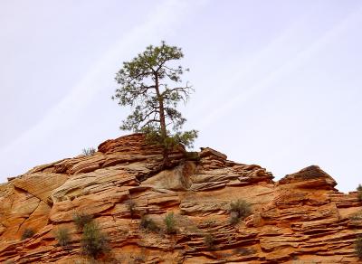 Zion Lone Tree by Antoine