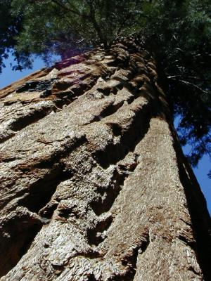 Sequoia by Erichocinc