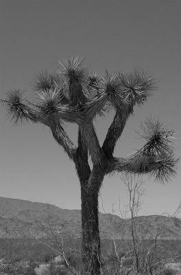 Joshua Tree National Parkby Joshua Lowe (no relation to the tree)