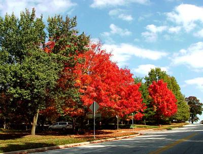 Fall colors by Yehuda