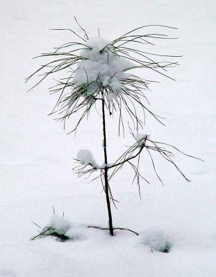 1st Place Tie - Tiny Pine by Faye White