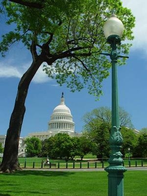 Capitol Tree