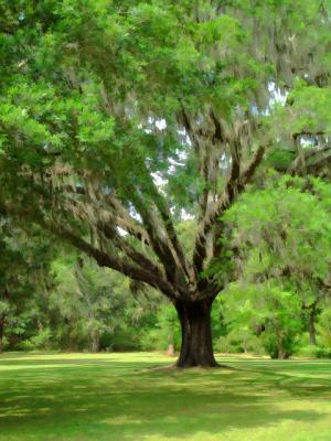 Live Oak with Spanish MossFaye White