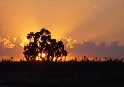 Sunset Tree by Nee