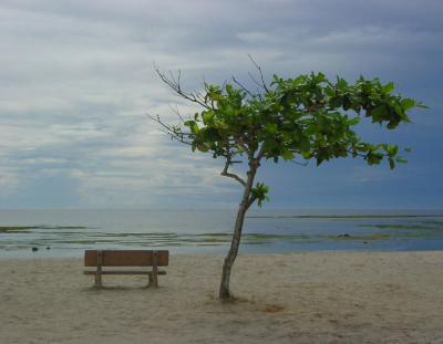   Beachcombing Tree    by Helen Betts  