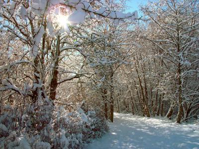 Magical Trailby Ann Chaikin