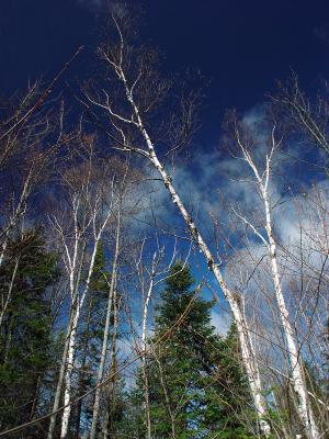 Trees and blue Sky  by Kafrifelle (Yves P)