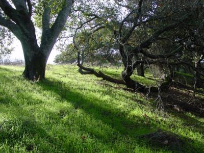 California Live Oaksby Ann Chaikin