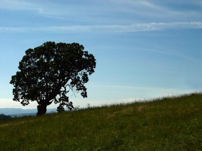 Lone Oak Tree by Dale Price