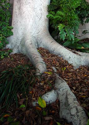 Big Roots by Peggy