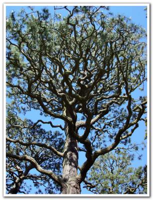  Crooked Tree   by Starfish 