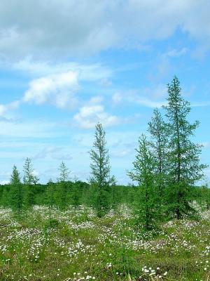 Tundra Trees photographed by Shutter