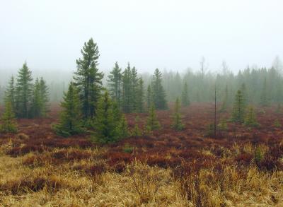 Foggy Bog by kimr55760