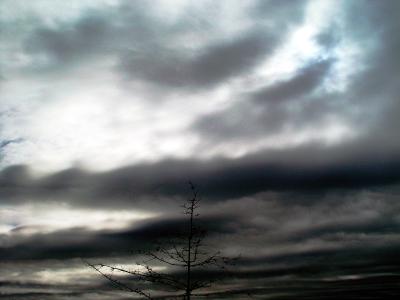 Treetop Under Threatening Skies cUrVe