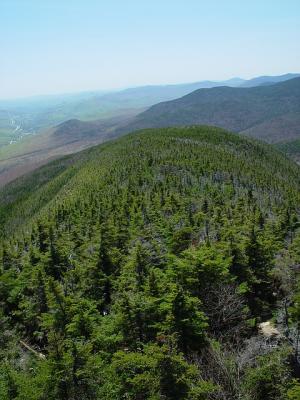 Mountain top trees Ed Corneau