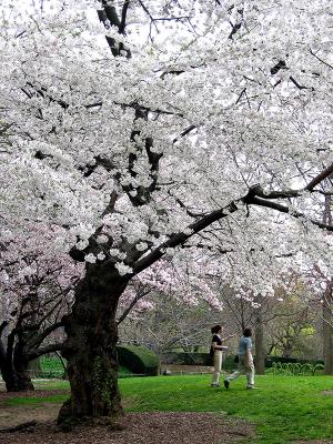 A Blizzard Of Blossomsby Klyphton